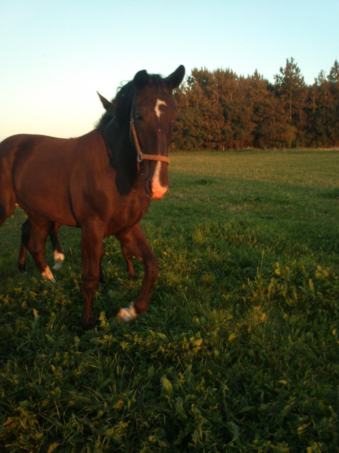 Oldenborg Tanja Hornbæk billede 3