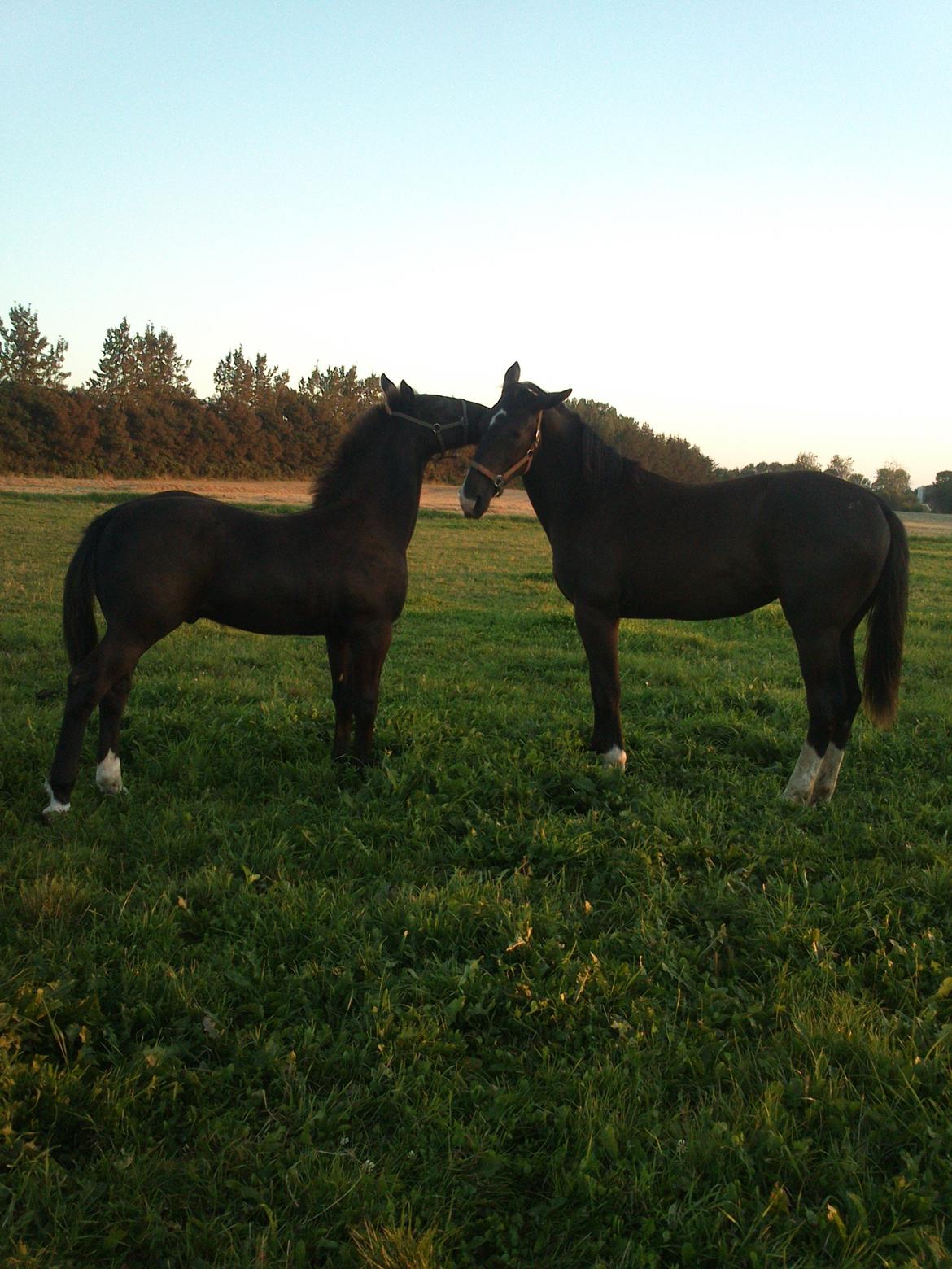 Oldenborg Tanja Hornbæk billede 4