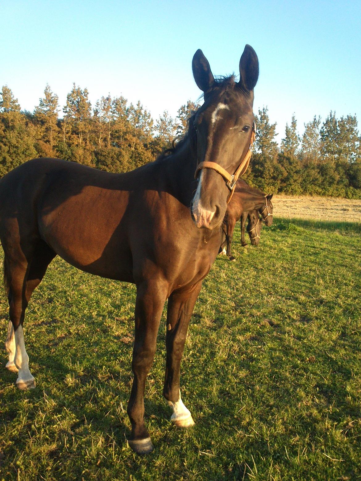 Oldenborg Tanja Hornbæk billede 6