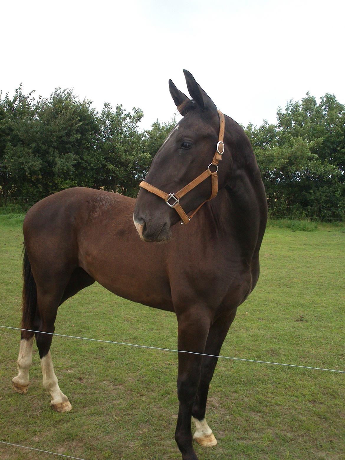 Oldenborg Tanja Hornbæk billede 8