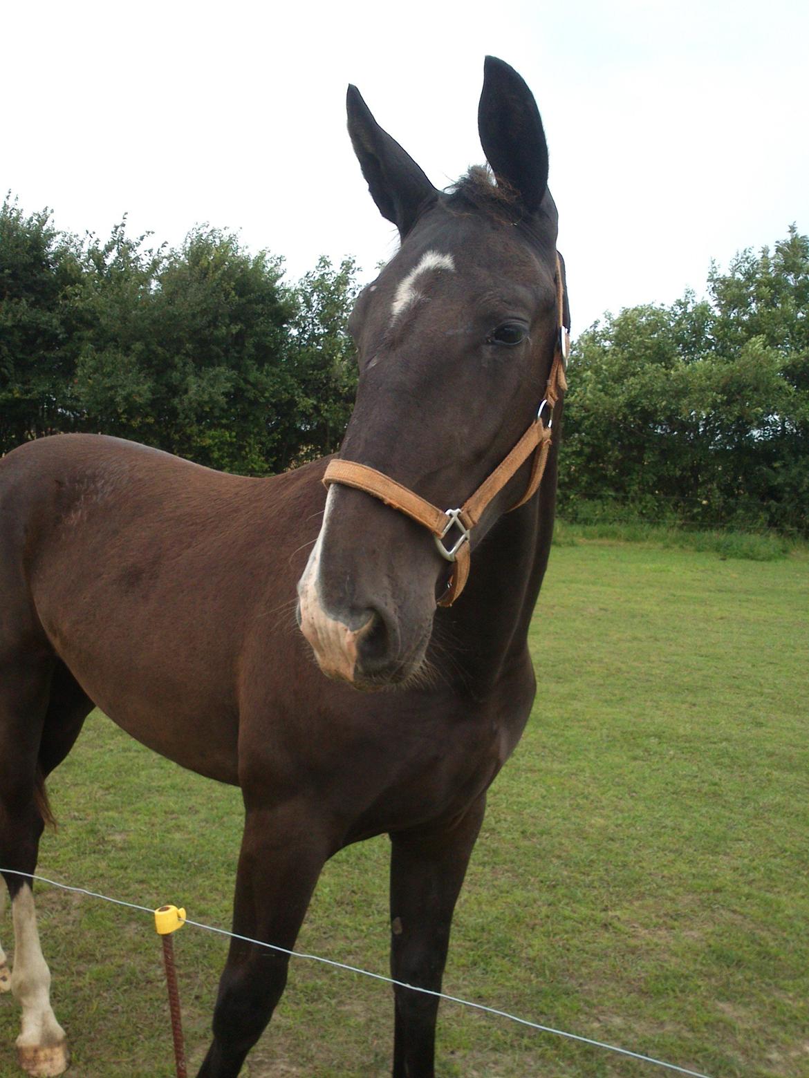 Oldenborg Tanja Hornbæk billede 10