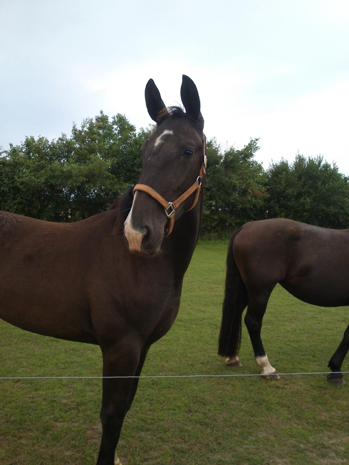 Oldenborg Tanja Hornbæk billede 11