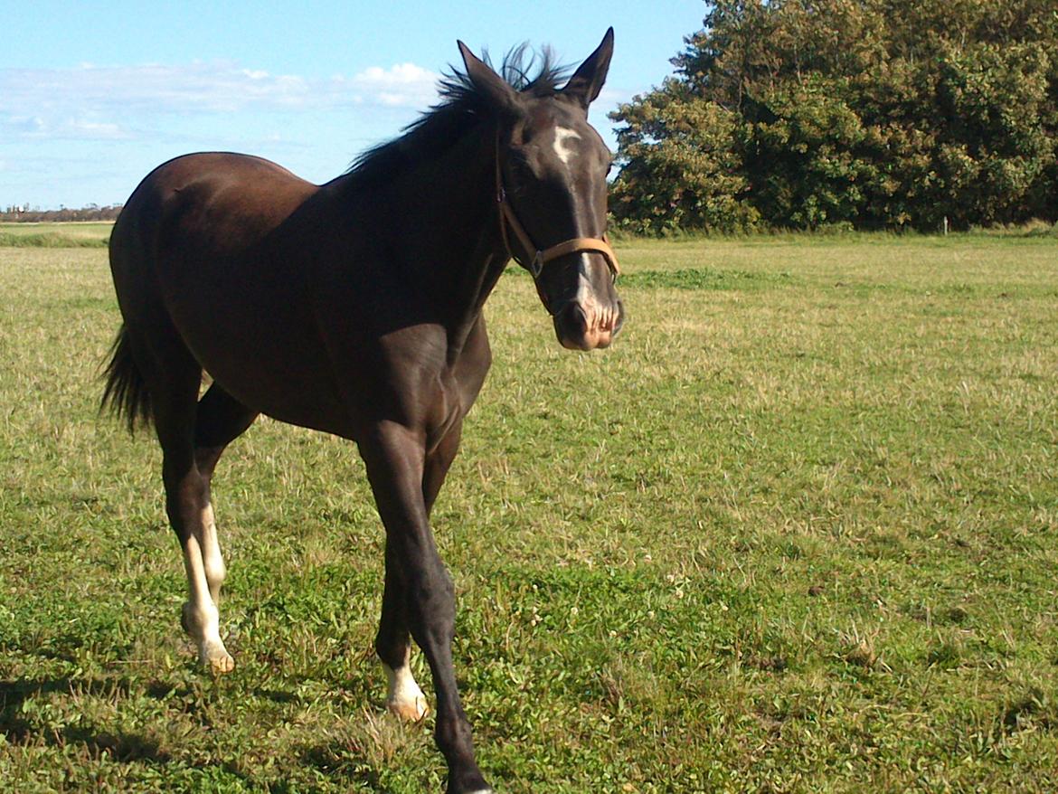 Oldenborg Tanja Hornbæk billede 13