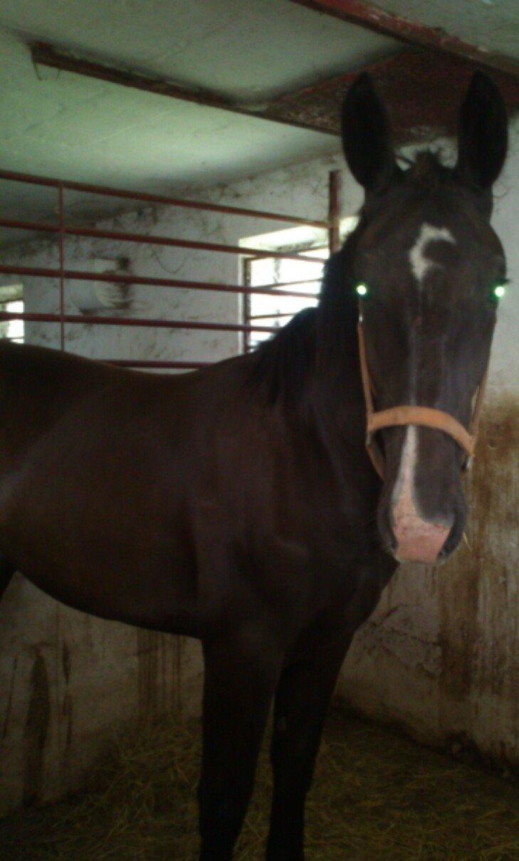 Oldenborg Tanja Hornbæk billede 14