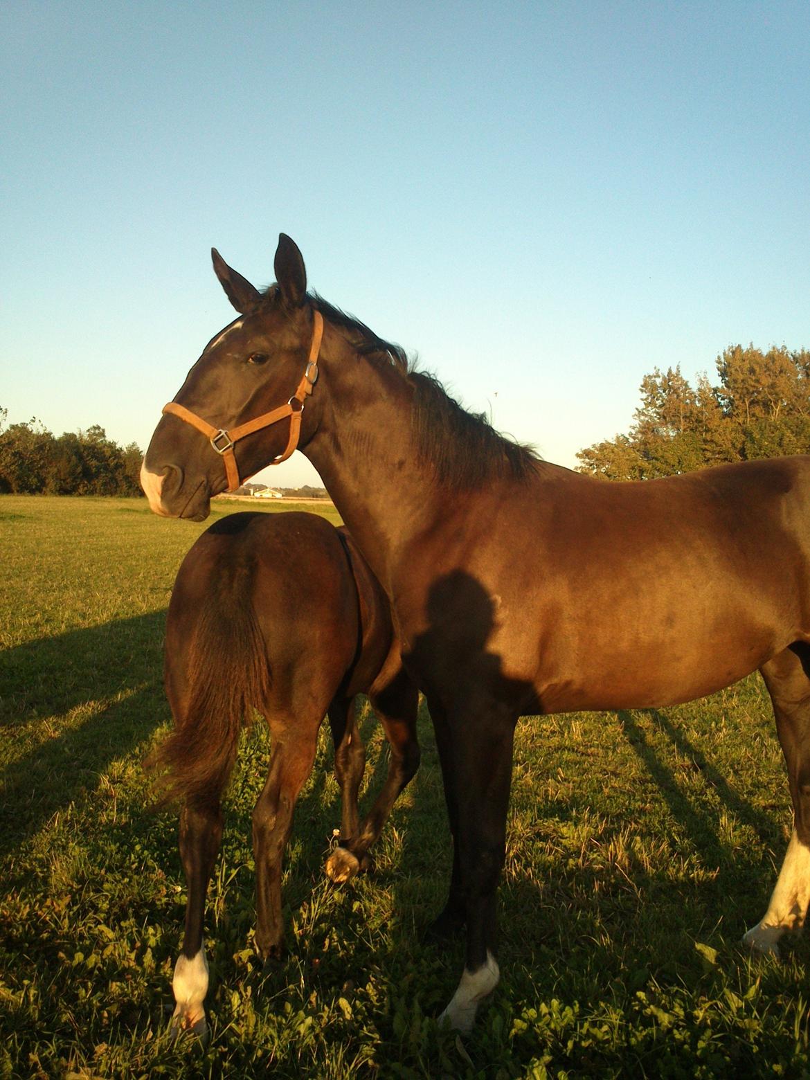 Oldenborg Tanja Hornbæk billede 15