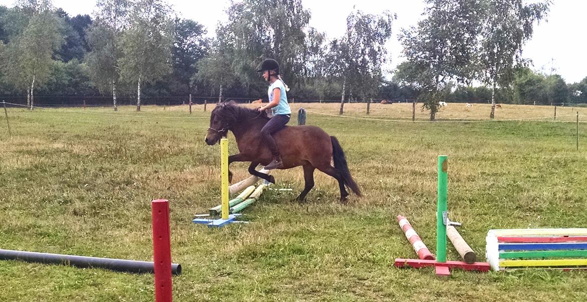 Shetlænder Ædellunds Matilde - Sommer 2014 - Matilde springer med rytter for første gang. Dyyygtig! :D billede 16