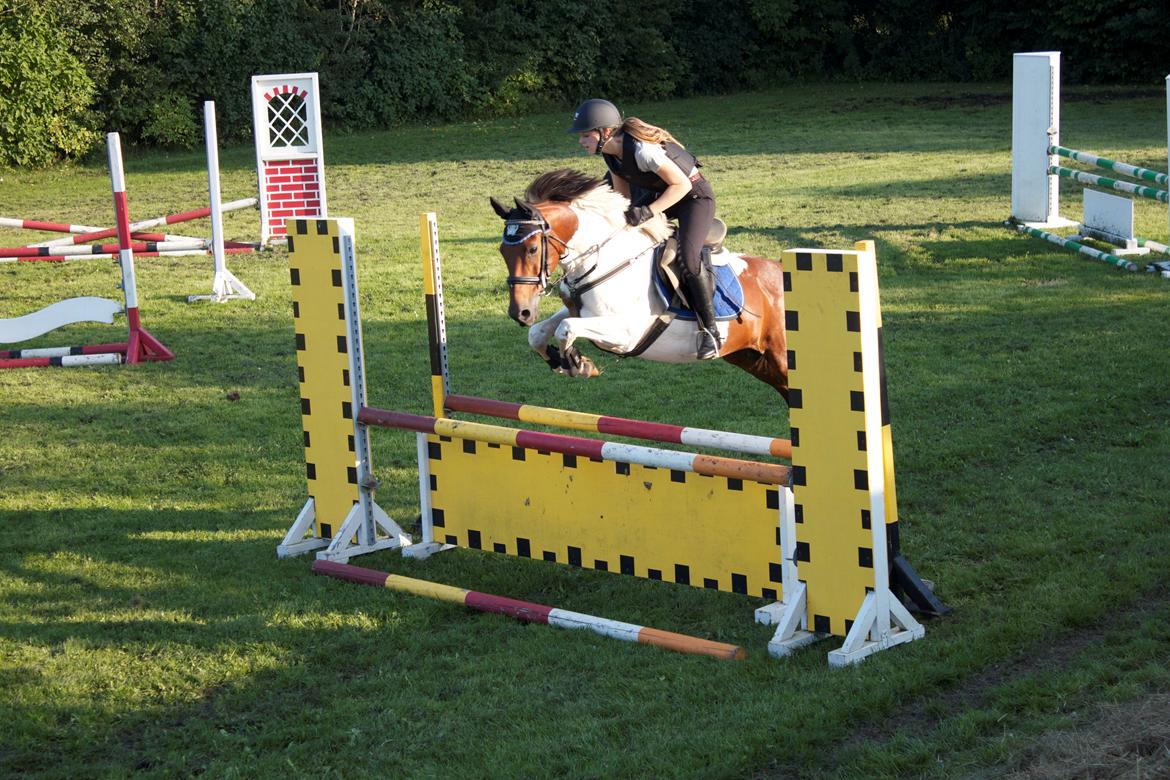 Pinto The indian boy - Springtræning d 4/9 2014 billede 1