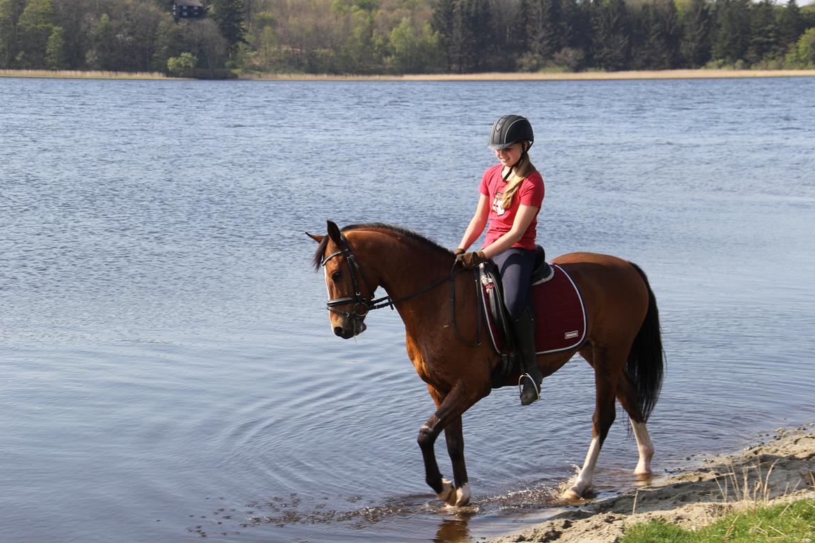 DSP Ilexus billede 9