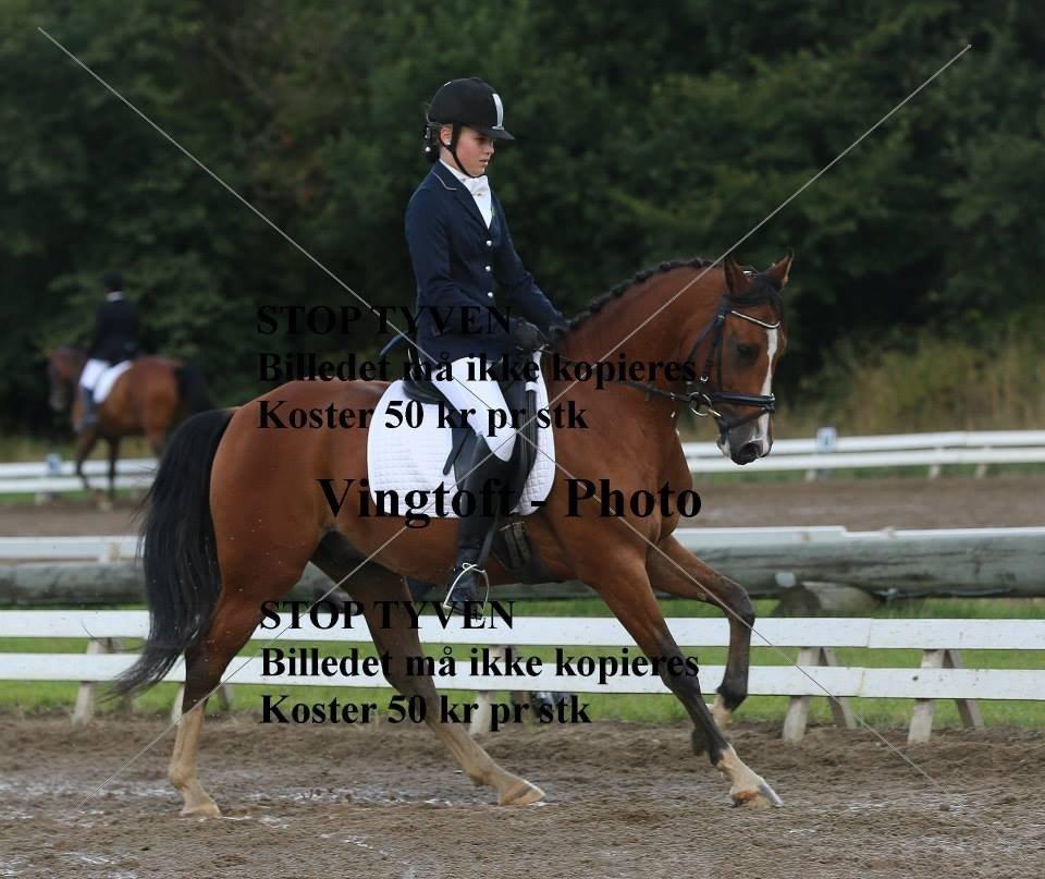 DSP Ilexus billede 11