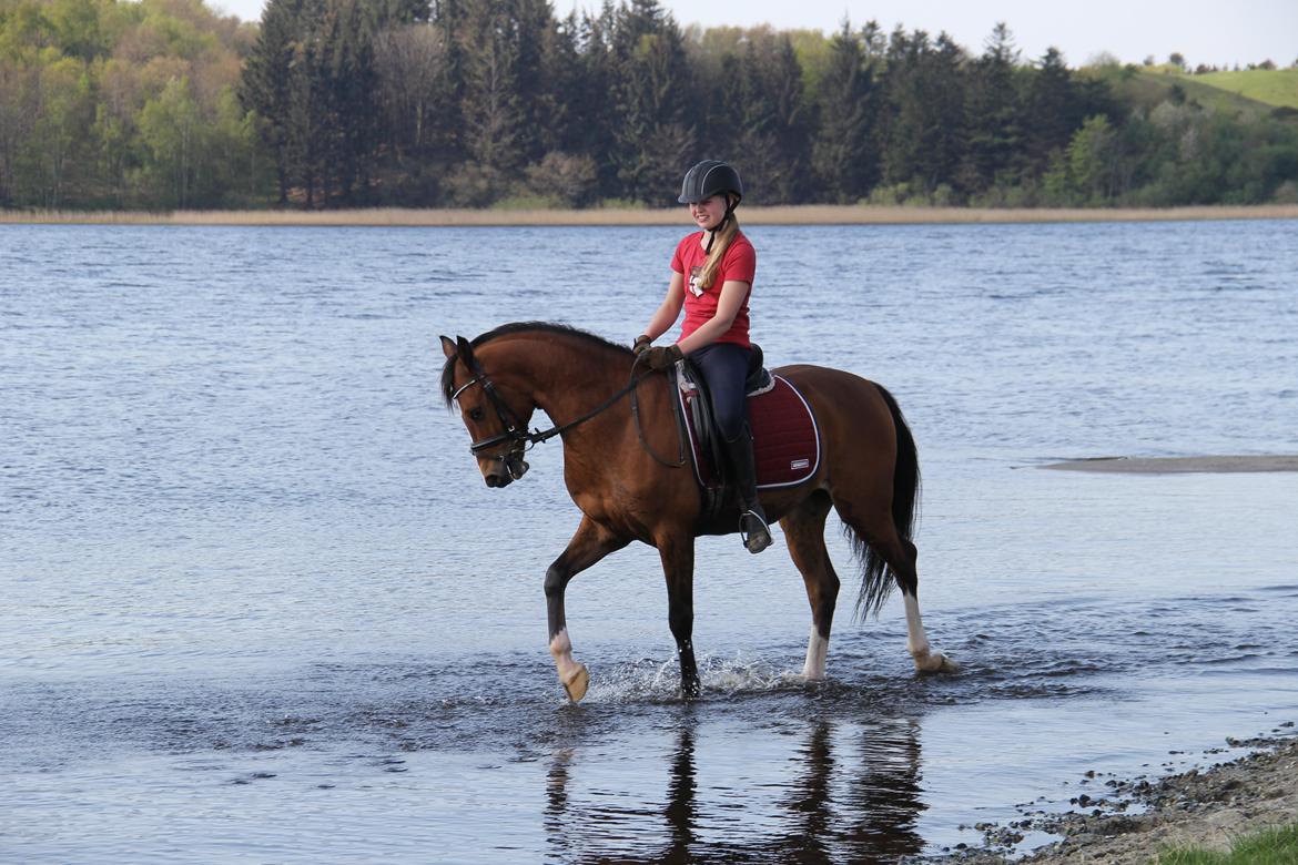 DSP Ilexus billede 10