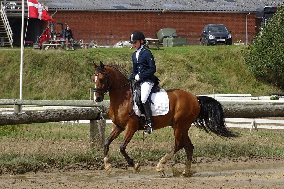 DSP Ilexus billede 12