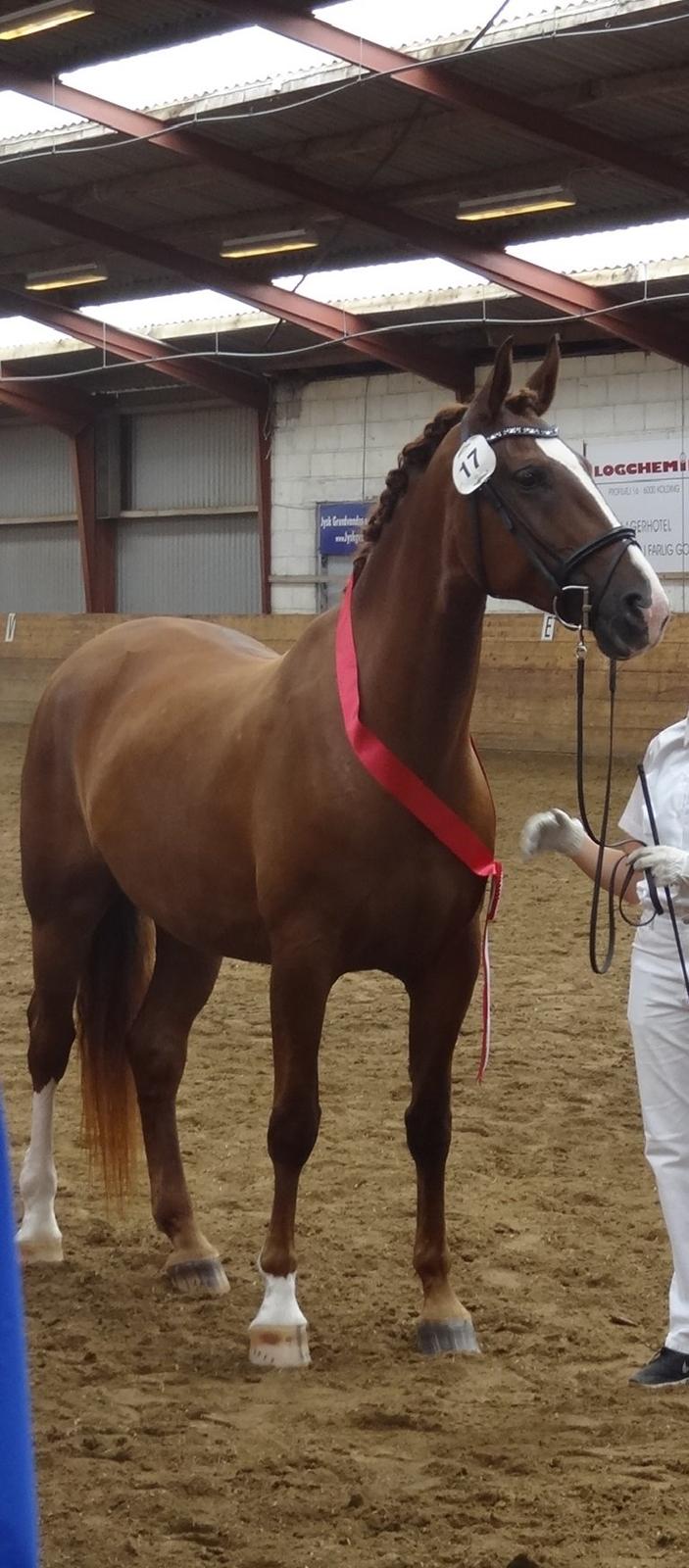 Frederiksborg Vestergårds Meleisa - Kåring og Championat i Brande 2014, Fløjhoppe og Årets hoppe billede 1