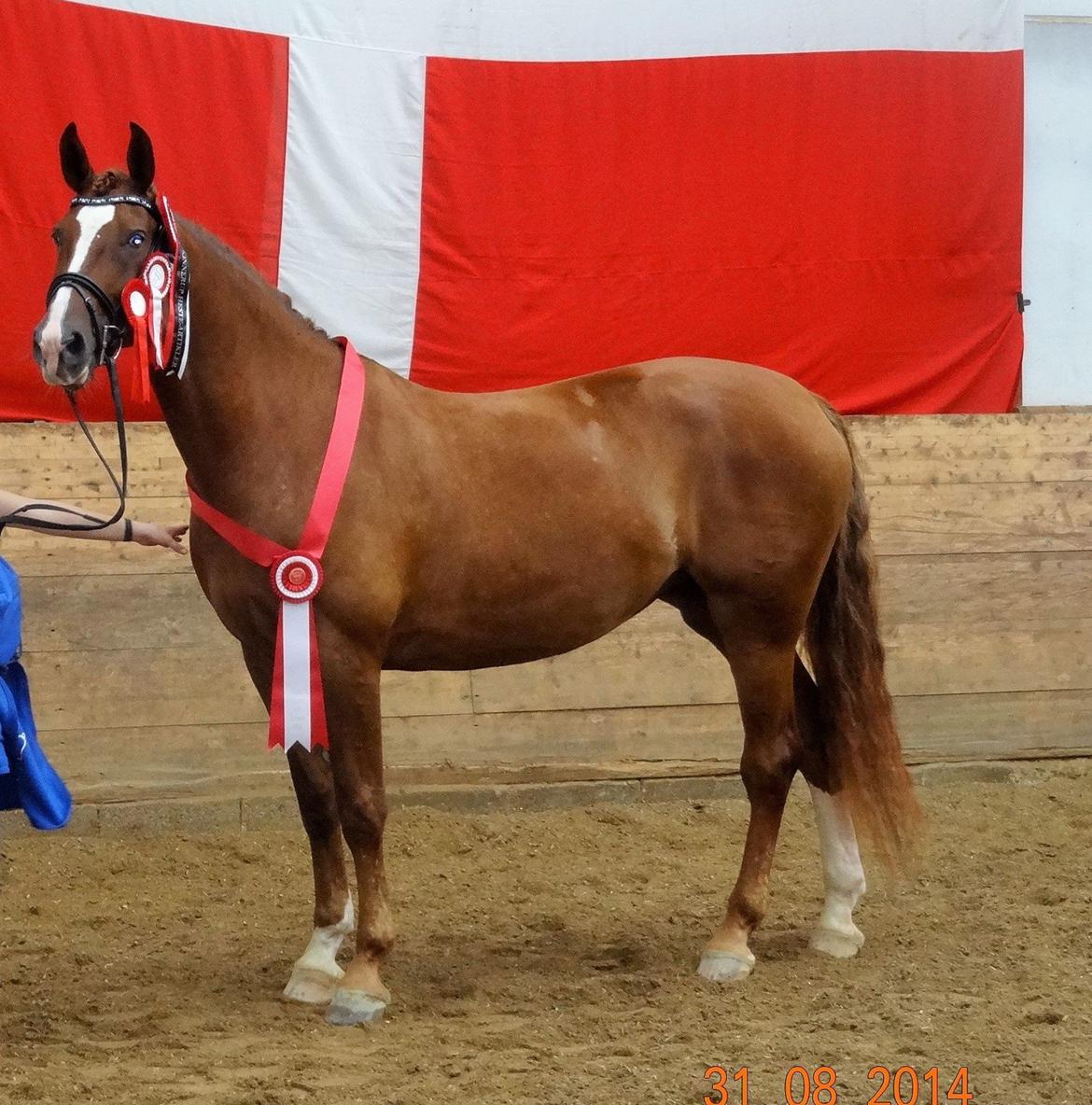 Frederiksborg Vestergårds Meleisa - Kåring og Championat i Brande 2014, Fløjhoppe og Årets hoppe billede 8
