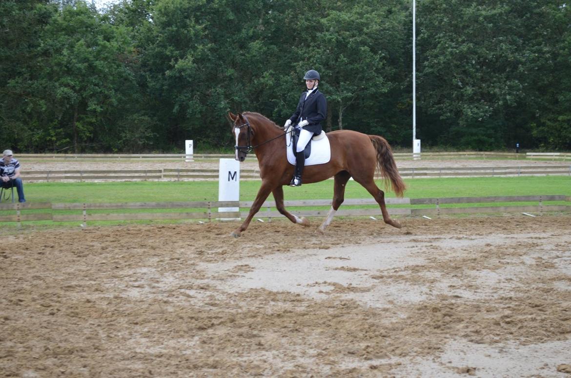 Frederiksborg Vestergårds Meleisa - Kåring og Championat i Brande 2014, LB3 del 1 & 2 Samlet 2. plads billede 7