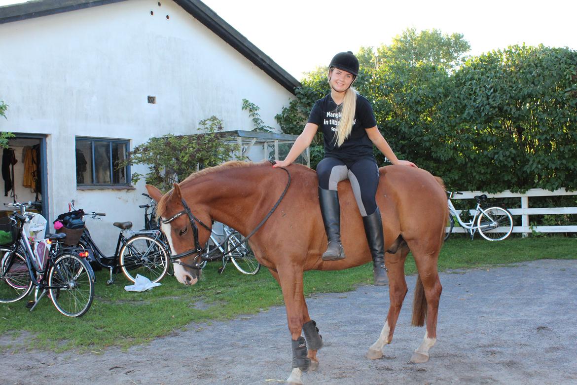 Sportsaraber (A) Ryttergårdens Shakie (Solgt) billede 10