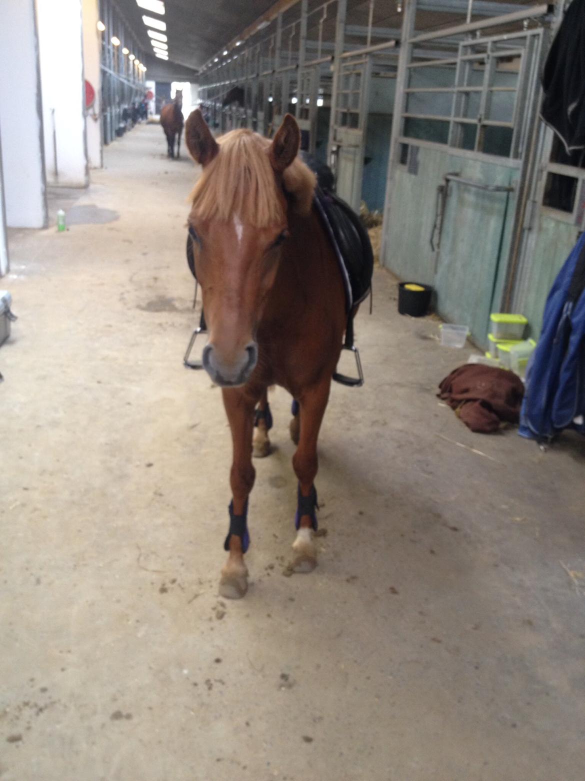 Anden særlig race Speedy billede 1