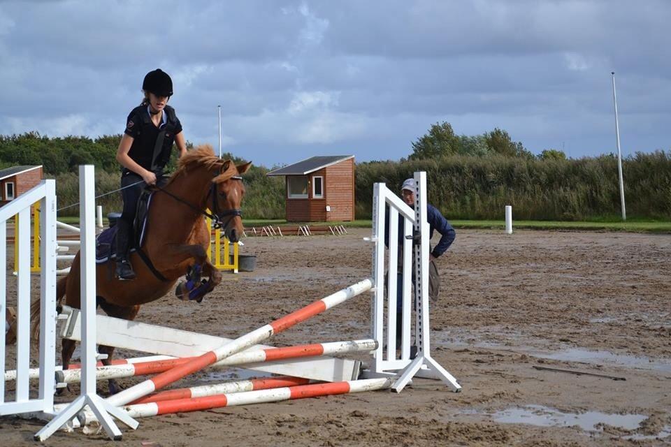 Anden særlig race Speedy billede 2