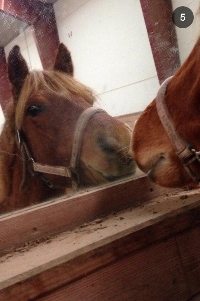 Anden særlig race Speedy billede 3