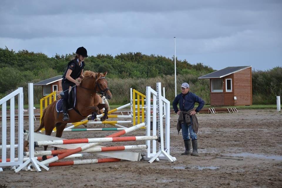 Anden særlig race Speedy billede 4