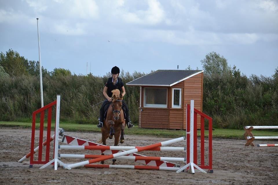 Anden særlig race Speedy billede 5