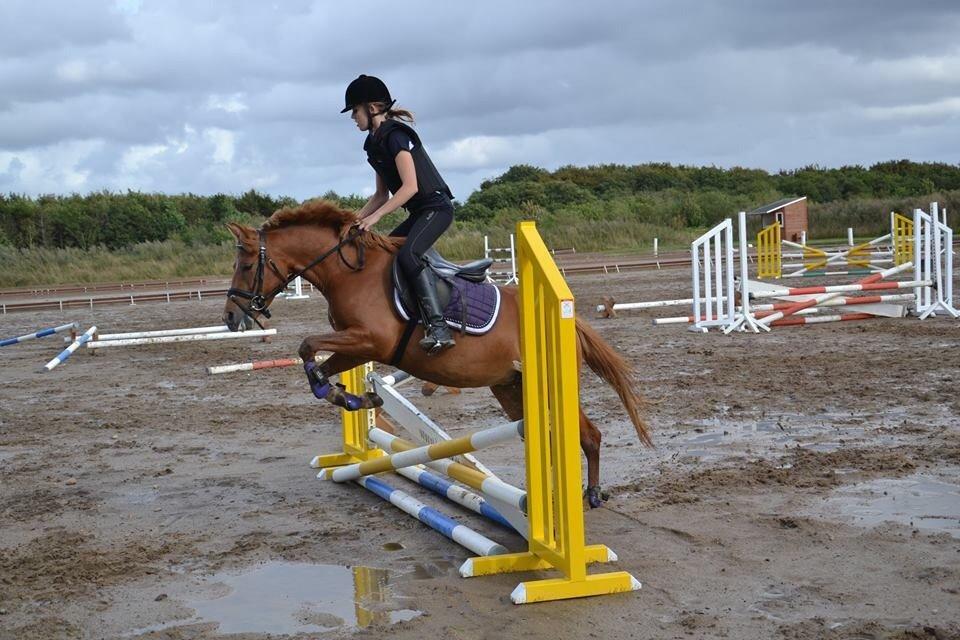 Anden særlig race Speedy billede 6