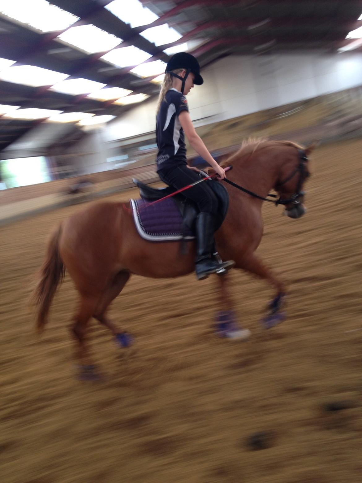 Anden særlig race Speedy billede 7