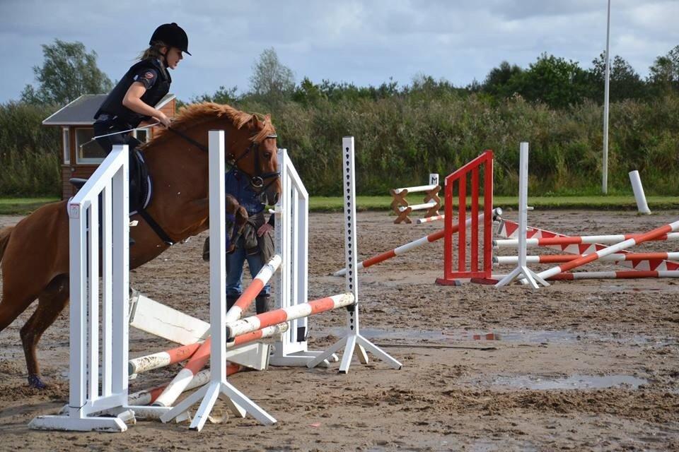 Anden særlig race Speedy billede 9