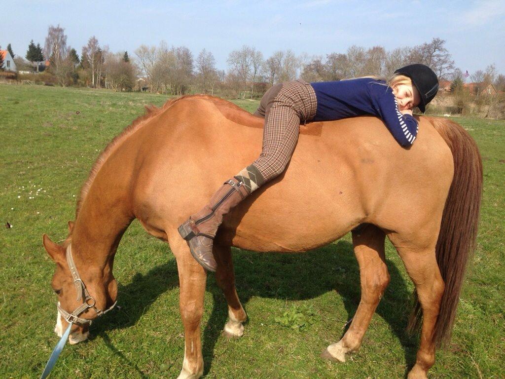 Arabisk fuldblod (OX) Lavina (tidligere hest) - :) billede 11