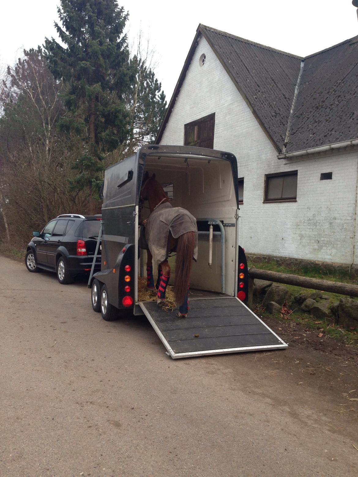 Arabisk fuldblod (OX) Lavina (tidligere hest) billede 16