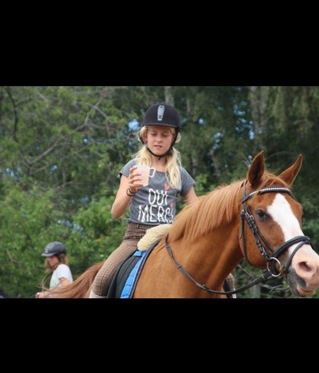 Arabisk fuldblod (OX) Lavina (tidligere hest) billede 12