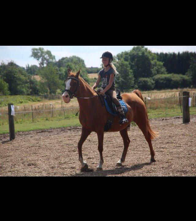 Arabisk fuldblod (OX) Lavina (tidligere hest) billede 19