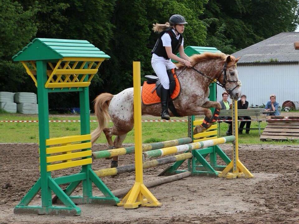 Anden særlig race Jolly Jumper billede 4