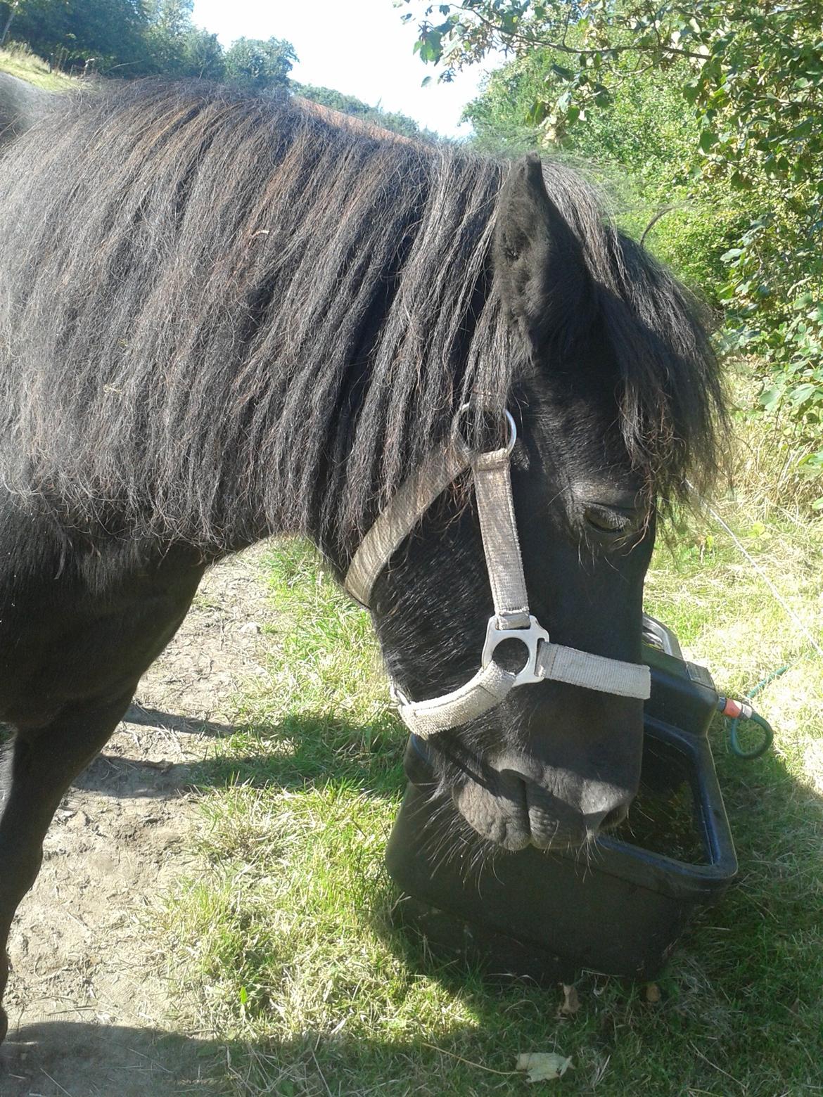 Anden særlig race Princess Izamia - Vand :) Det ligner hun skal drikke, men hun står ikke ved drikkekaret:-P billede 11