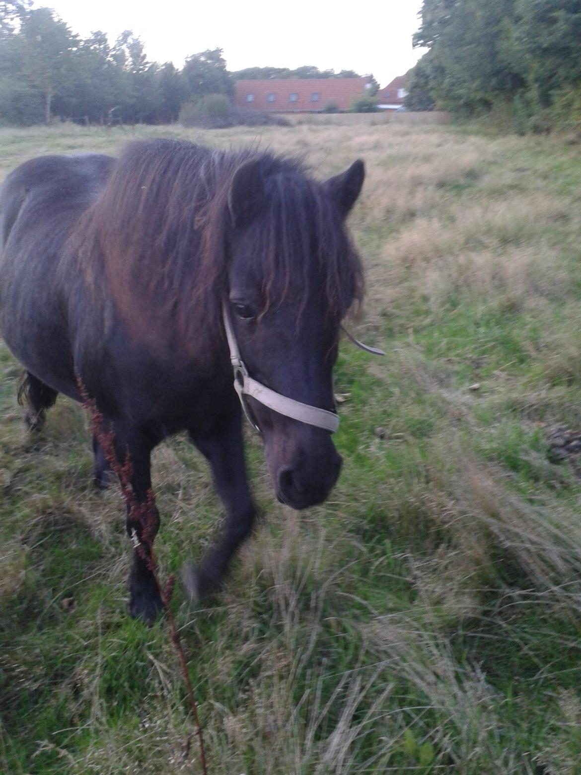 Anden særlig race Princess Izamia - jeg ved godt det ligner hun har fået en skade af benet men det er altså bare en plante i græsset :-) billede 12