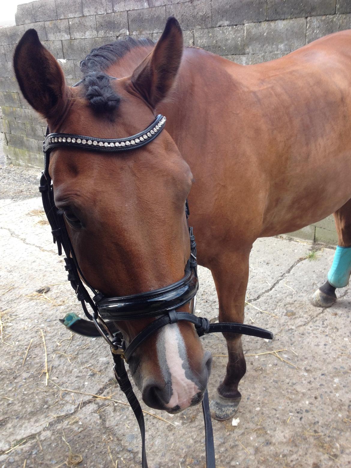 Tysk Sportspony firfod Jokum Knaeld haette  billede 19