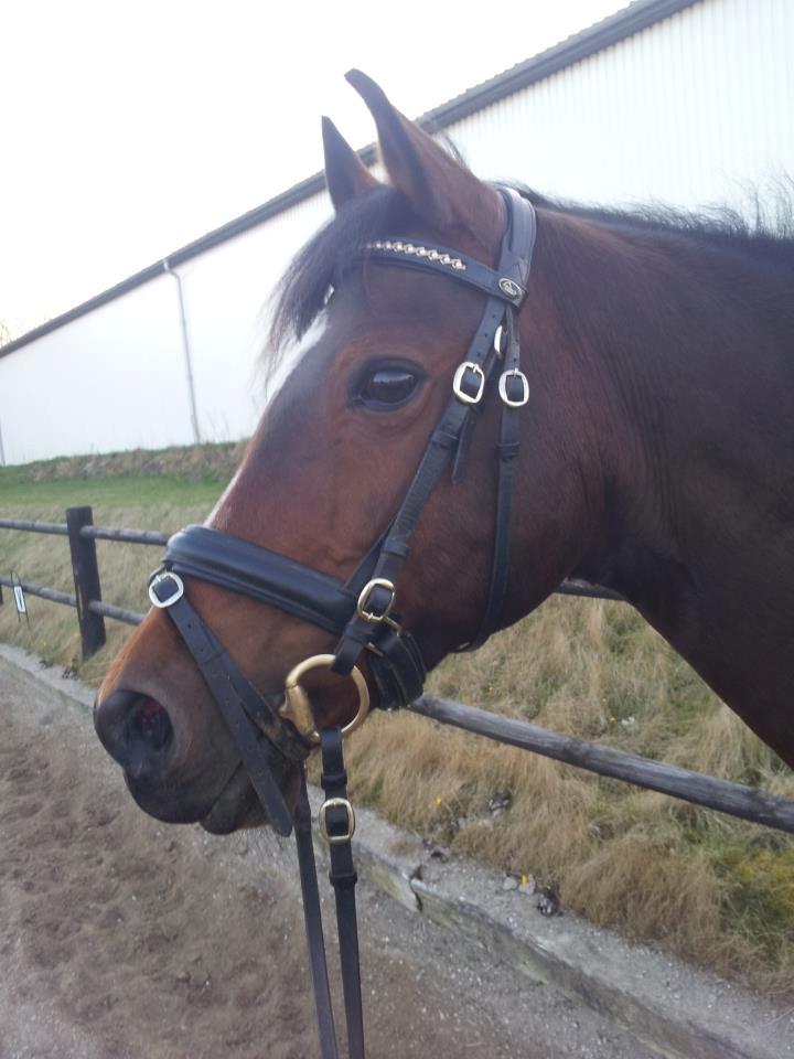 Dansk Varmblod Toftegaardens Piaff - Ponyfisen! <3 billede 19