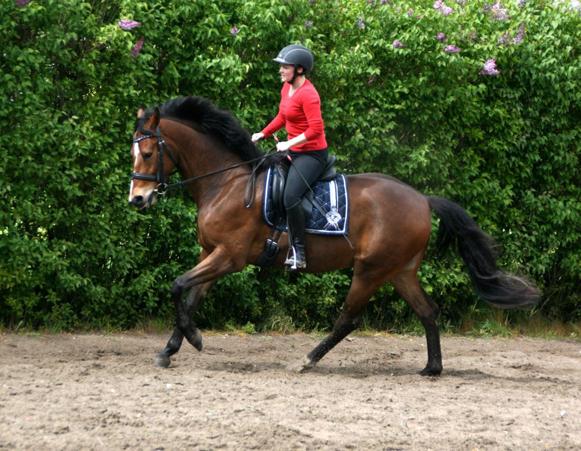Dansk Varmblod Stenhedegårds Dorién billede 41