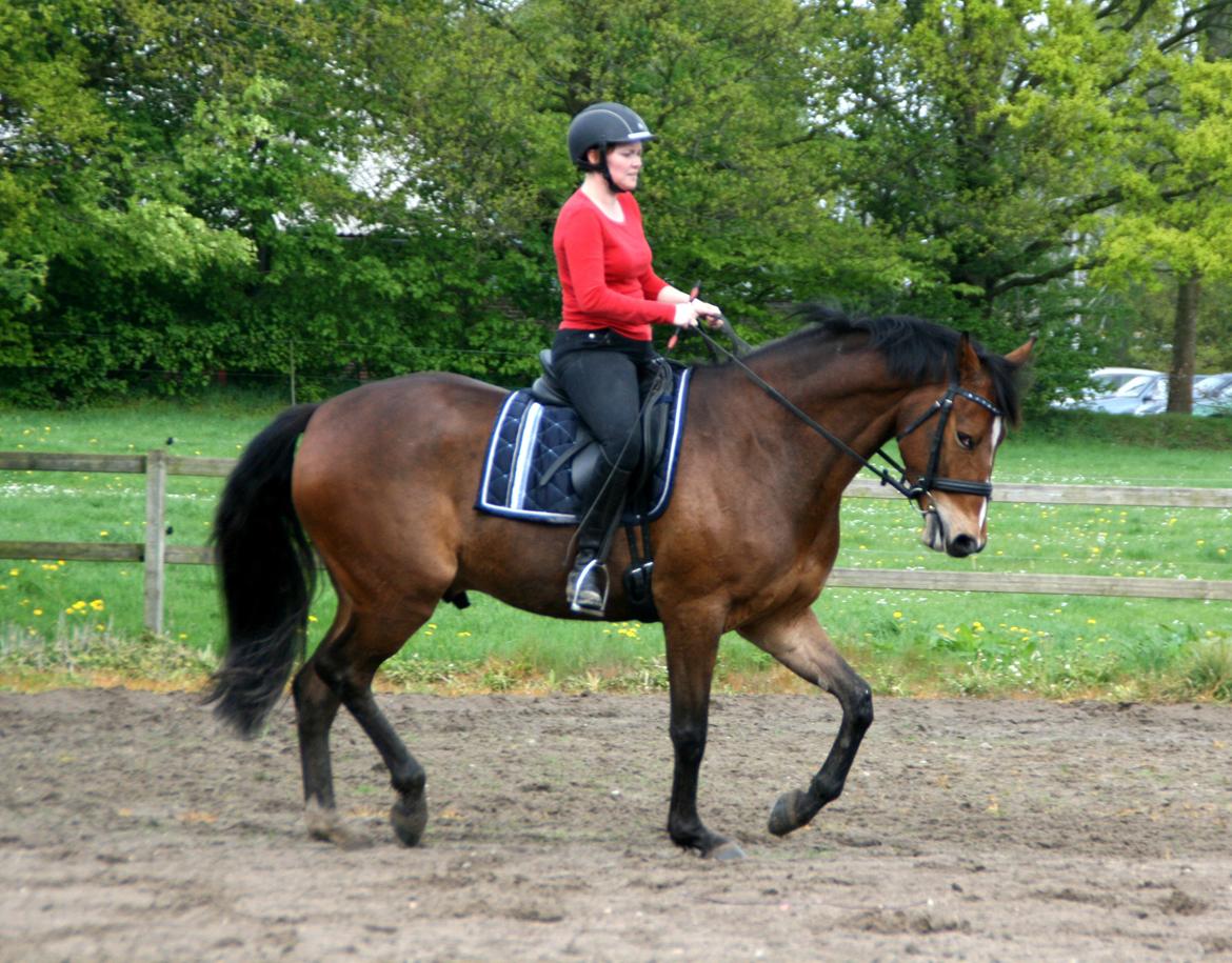 Dansk Varmblod Stenhedegårds Dorién billede 45