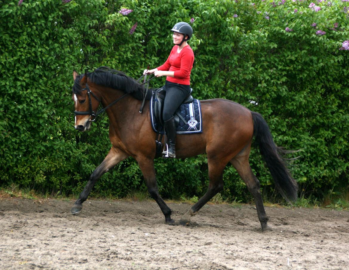 Dansk Varmblod Stenhedegårds Dorién billede 49