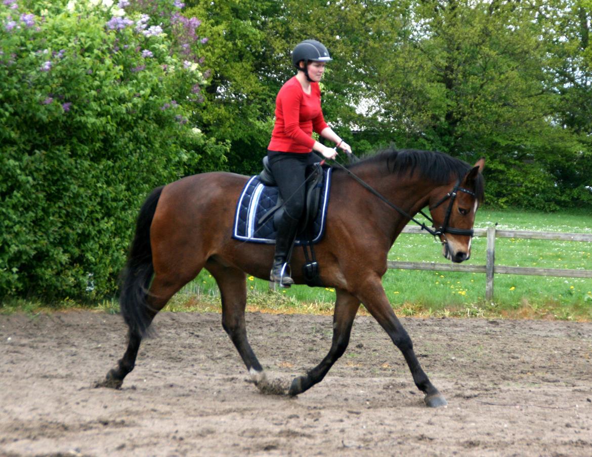 Dansk Varmblod Stenhedegårds Dorién billede 37
