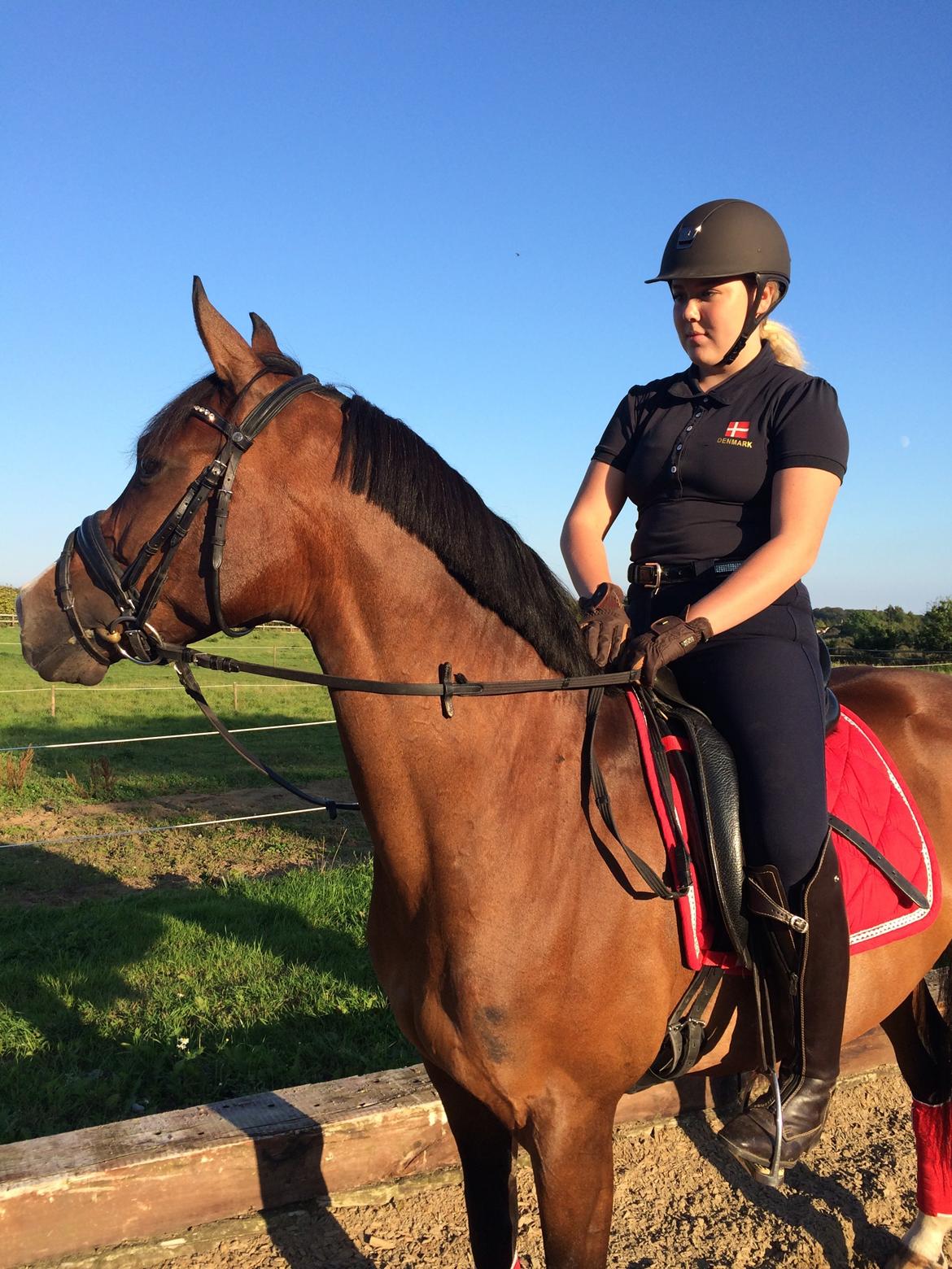 Hollandsk Sportspony Xantal-Jr. A / FEI-pony  - Den dag hun blev min <3 billede 17