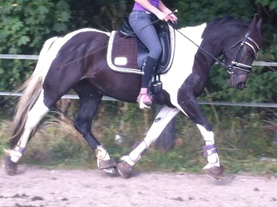 Anden særlig race Luca *Tidligere tilridningshest* billede 25