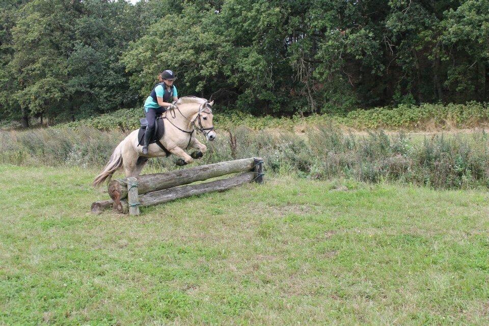 Fjordhest Carlos Sax billede 19