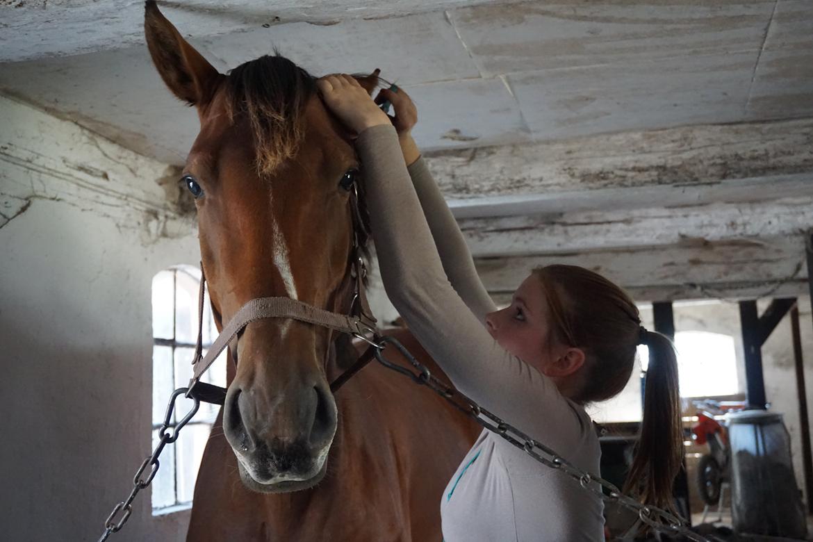 Dansk Varmblod A.B. Chico billede 3