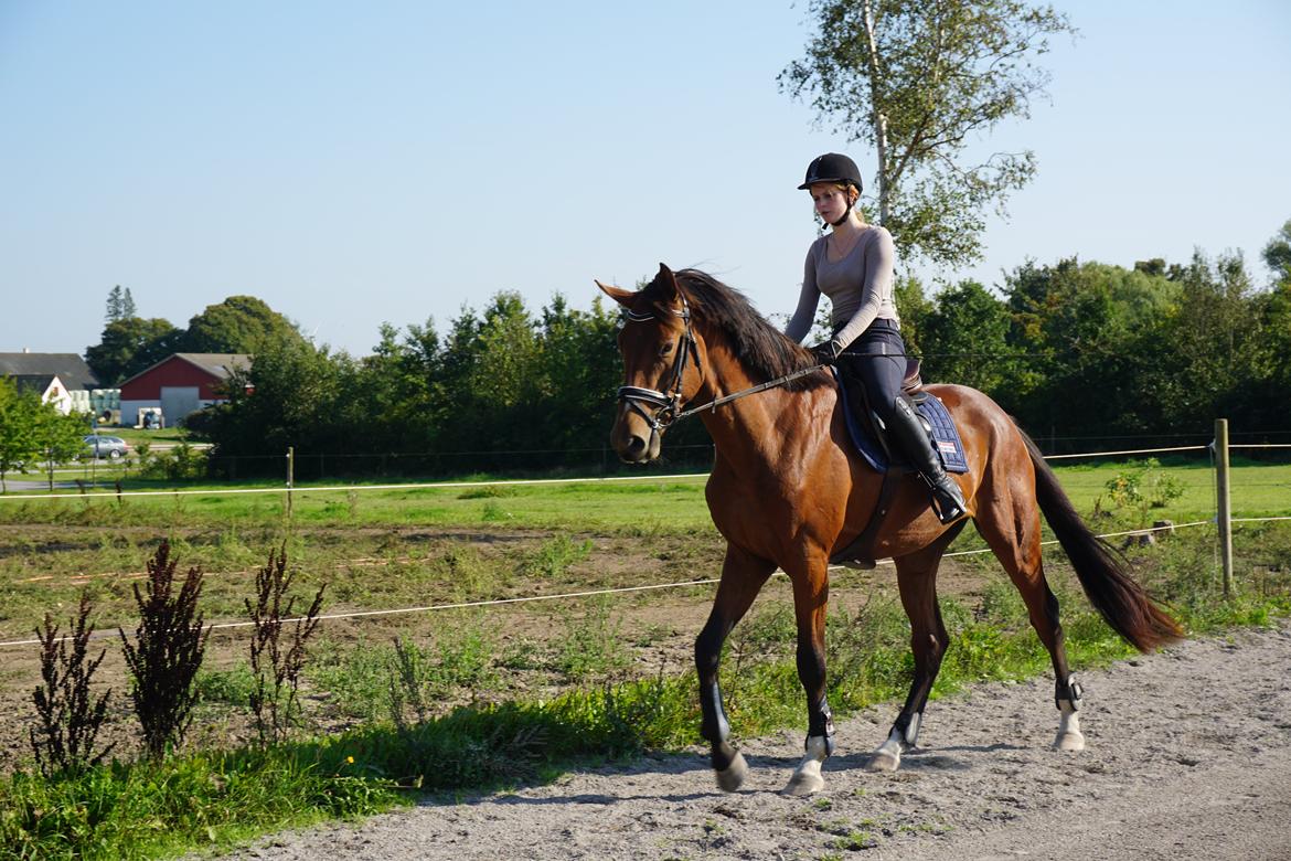 Dansk Varmblod A.B. Chico billede 13