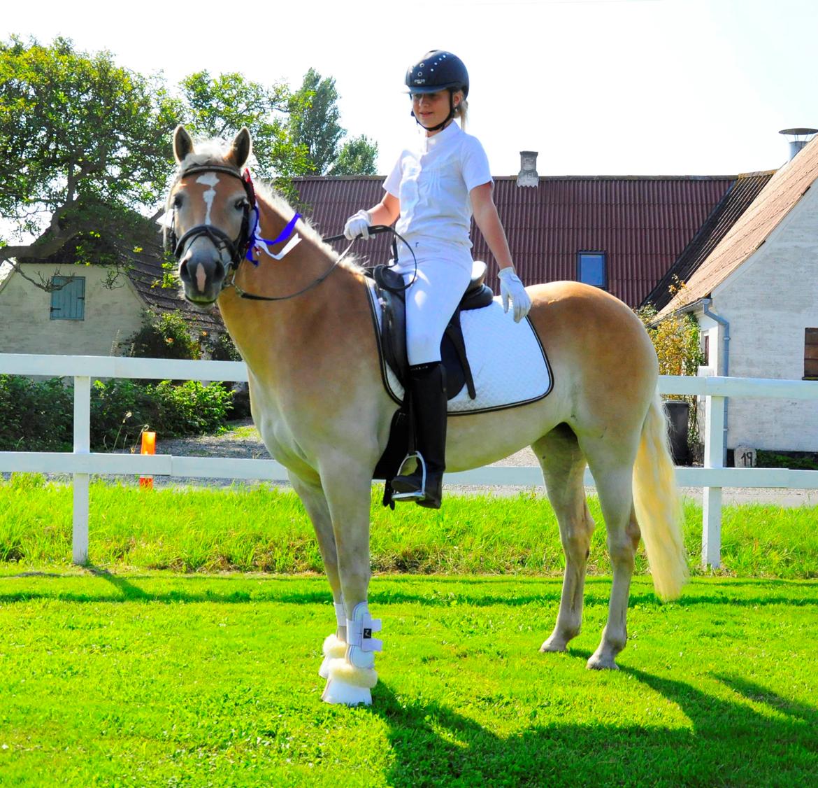 Haflinger Unikka Stald Friis billede 35