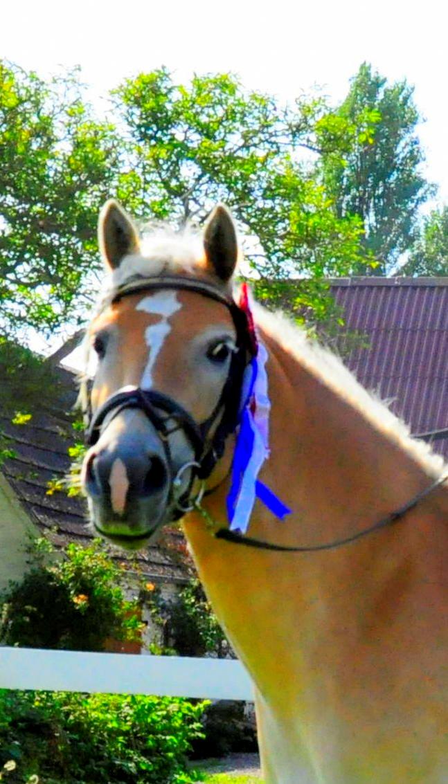 Haflinger Unikka Stald Friis billede 36