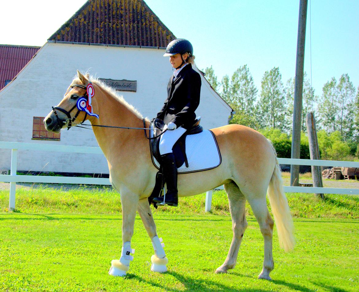 Haflinger Unikka Stald Friis billede 1