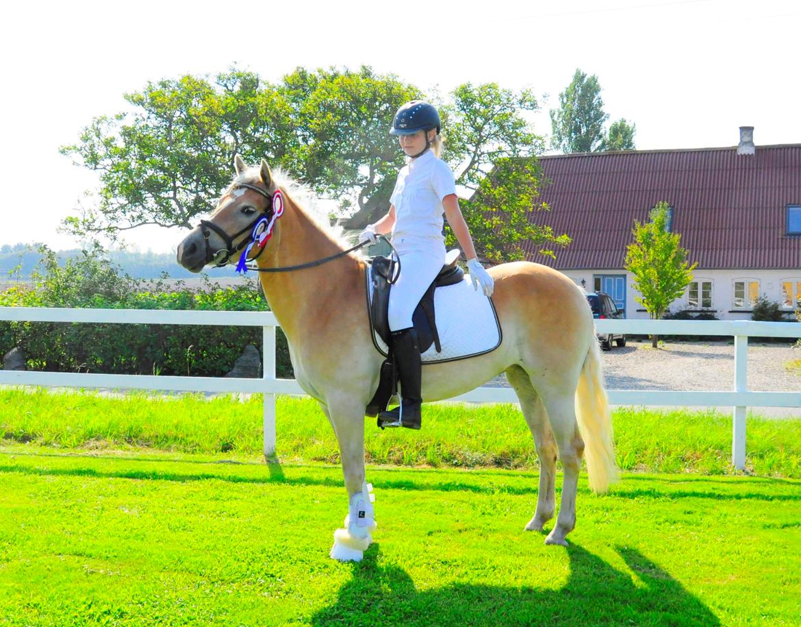 Haflinger Unikka Stald Friis billede 34