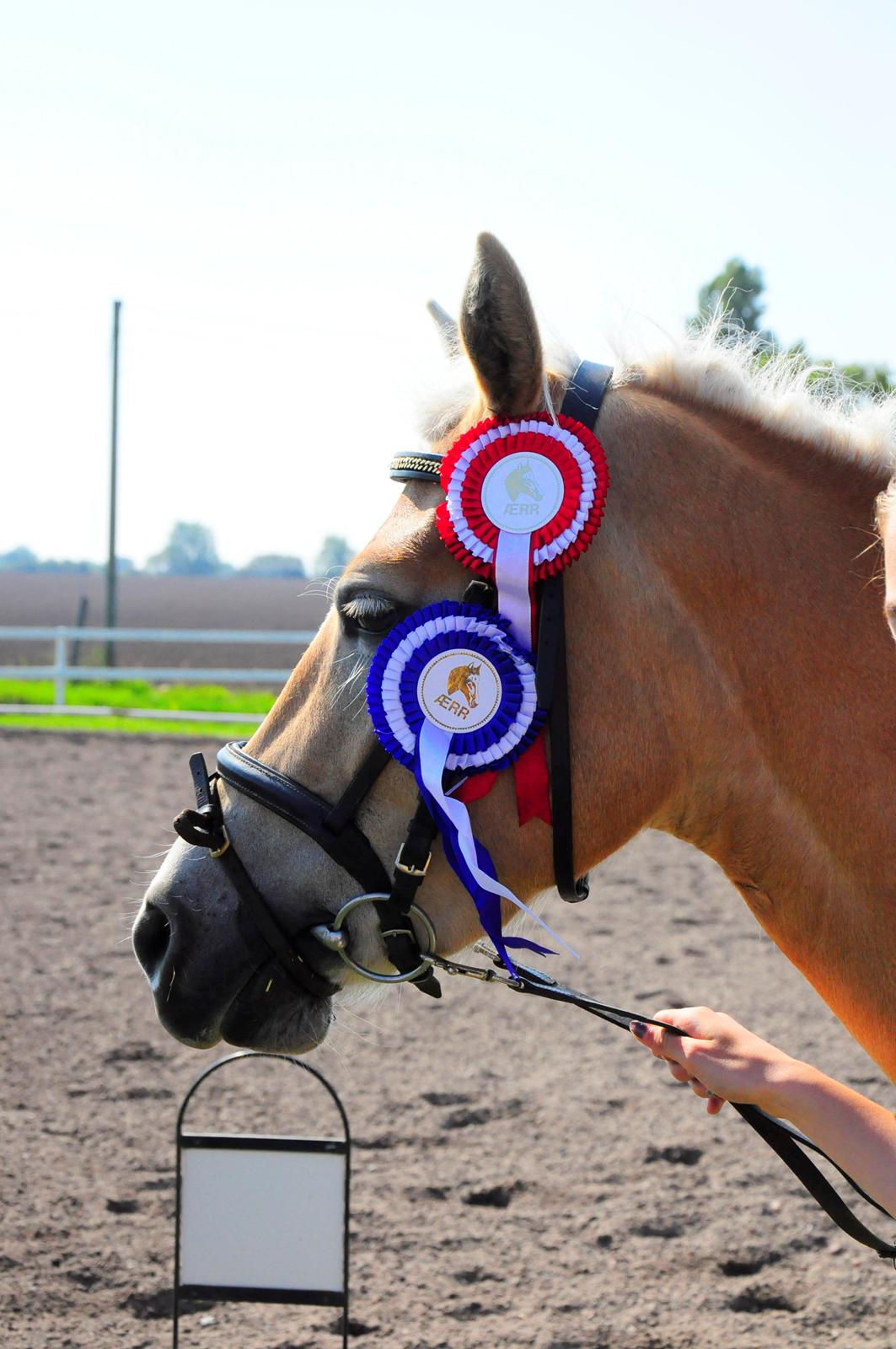 Haflinger Unikka Stald Friis billede 41